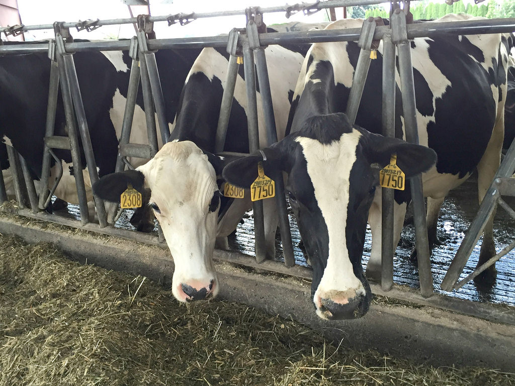 caption: King County is trying to sell, at a discount, a large swath of land north of Fall City for a new dairy farm.