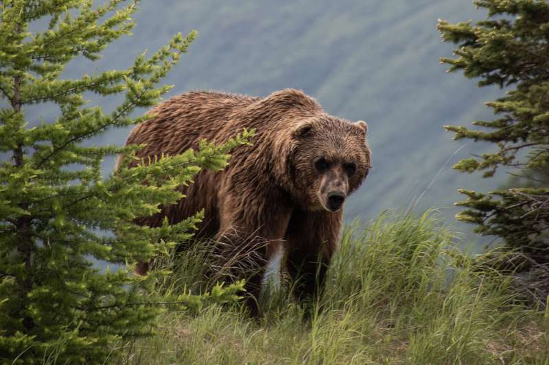 Sustainable Lifestyle Archives - thekarebear - Washington State