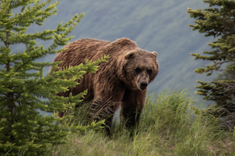 caption: A grizzly bear at the Alaska Wildlife Conservation Center.