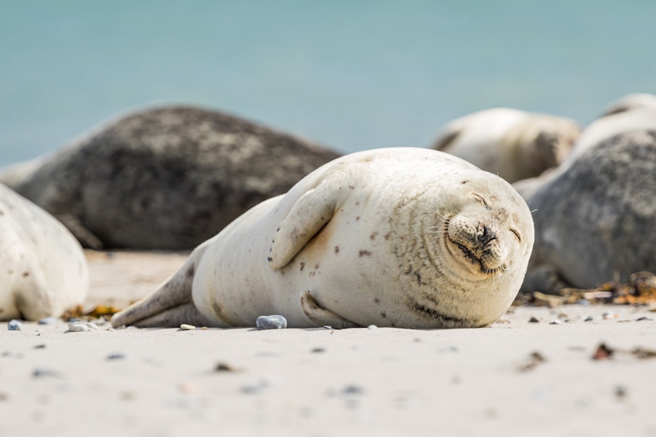 Aww, this seal is just resting on the beach!