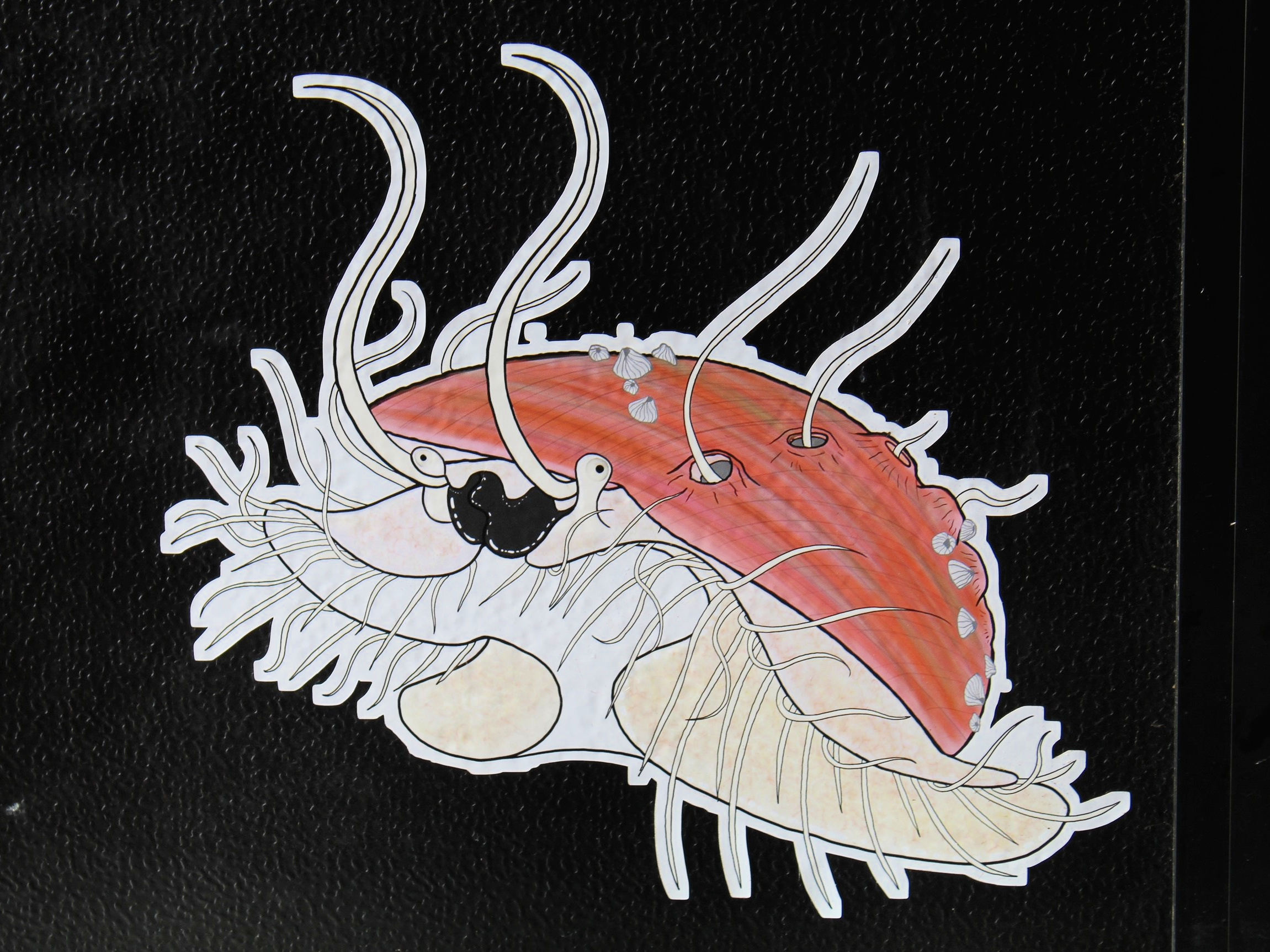 caption: The delicious but endangered sea creature is getting the best help Aquilino can offer.