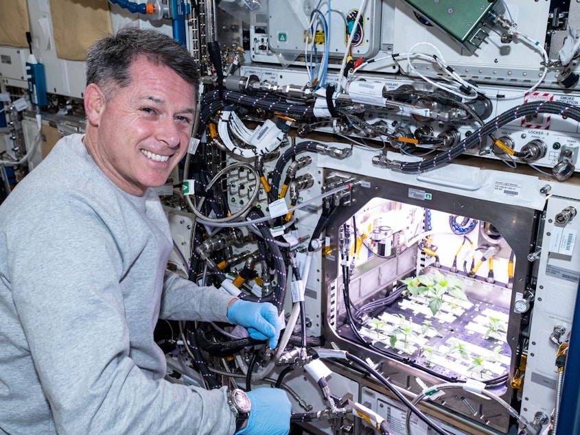caption: NASA astronaut Shane Kimbrough checks Hatch chile plants growing on the International Space Station earlier this year.