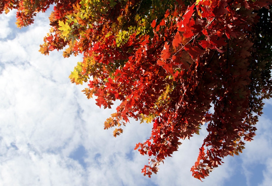 caption: Today is the fall equinox and first day of Autumn, when the sun rises directly in the east and sets directly in the west.