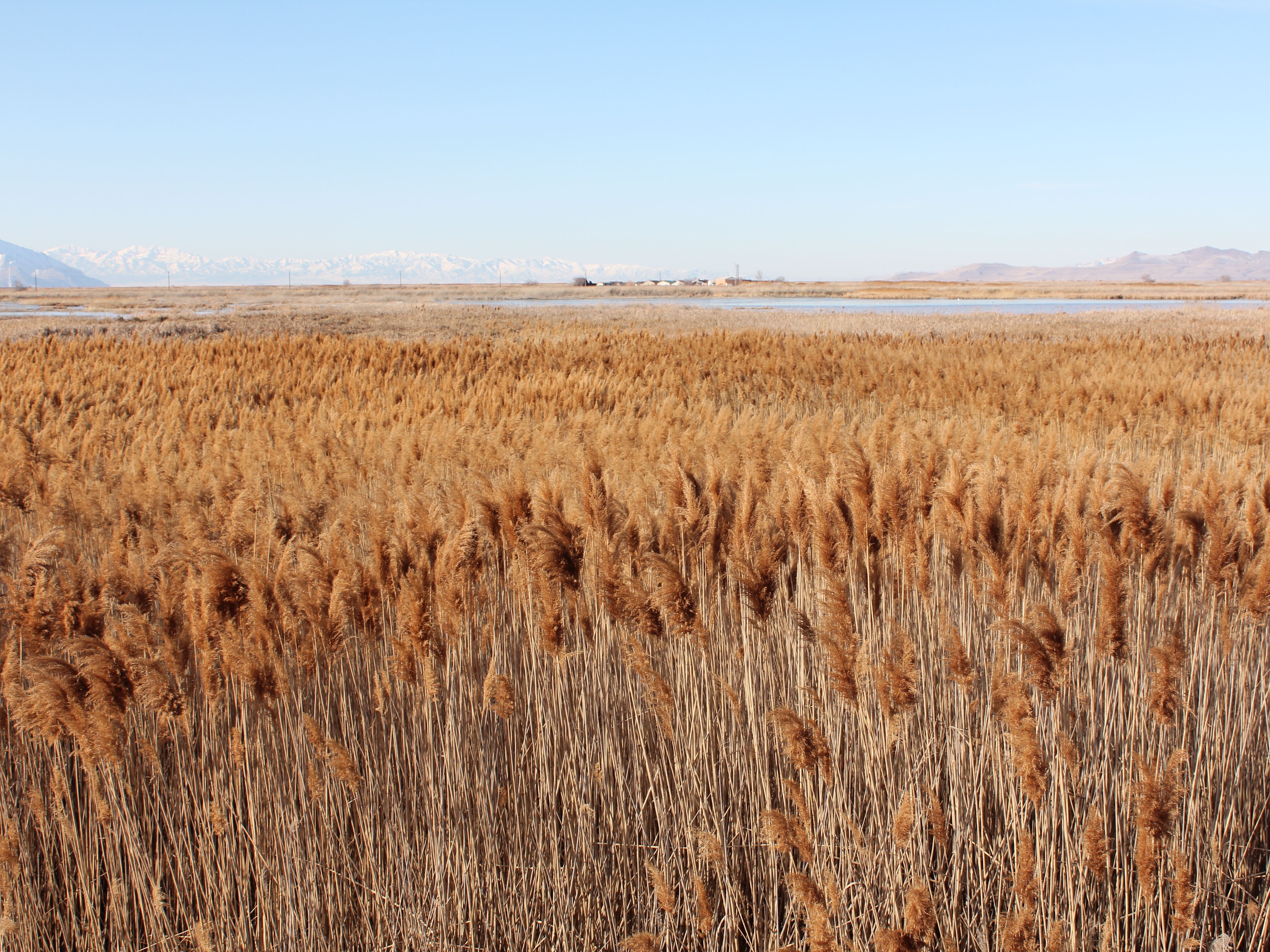caption: Phragmites in the Great Salt Lake wetlands.