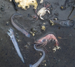caption: Crabs, shrimp and fish lie dead in shallow water near Potlatch State Park along Hood Canal on Sunday, Aug. 30, 2015.