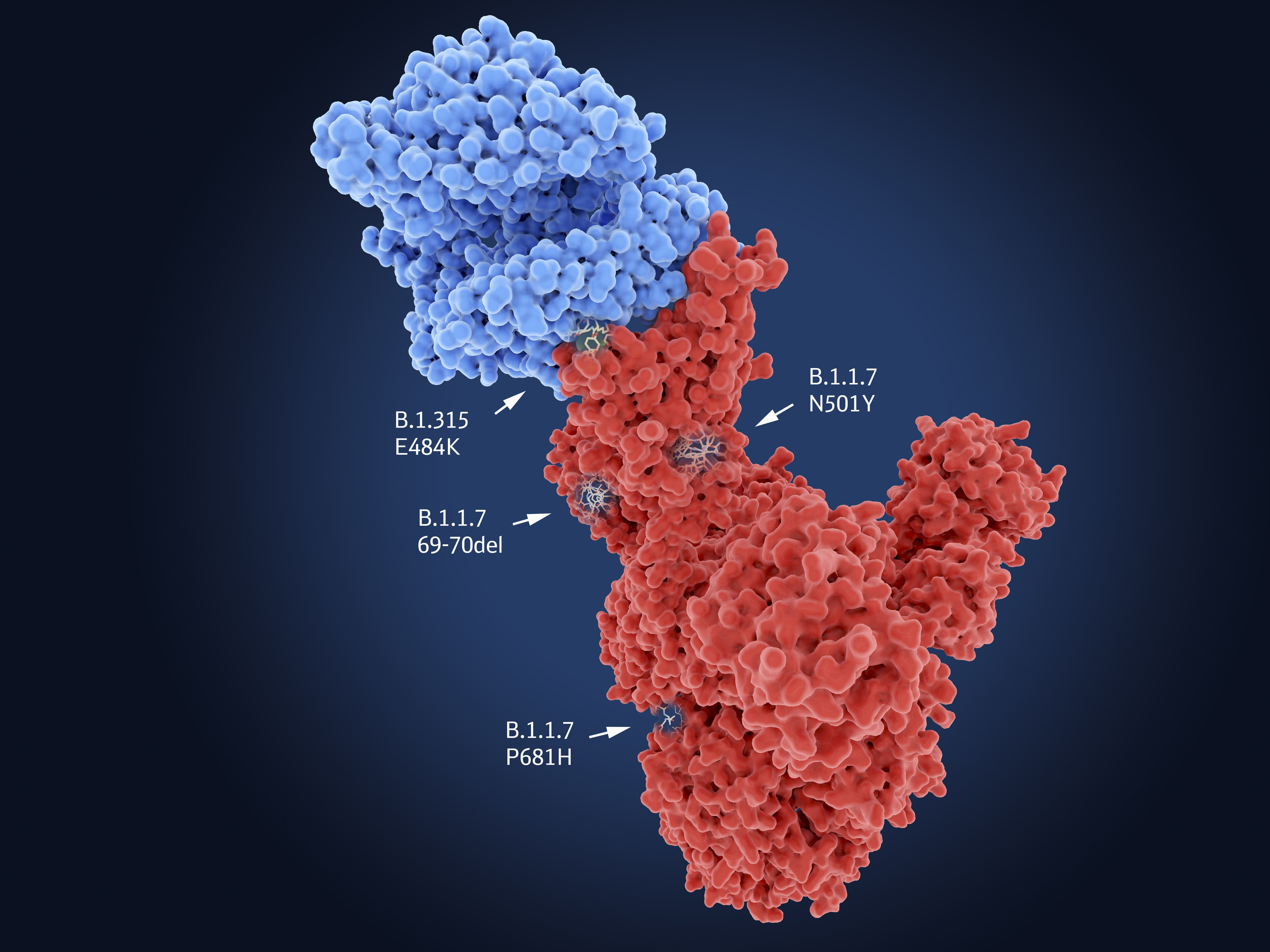 caption: This depiction of the coronavirus shows the main mutation sites of the South African coronavirus variant B.1.351 and the UK variant B.1.1.7. The virus spike protein (red) is bound to the surface of a human cell (blue).