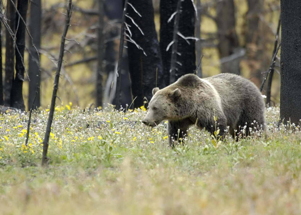 caption: Grizzly bears like this one in Yellowstone National Park won't be a more common sight in Washington's North Cascades since a federal proposal to reintroduce 'the great bear' in the Northwest is on ice.