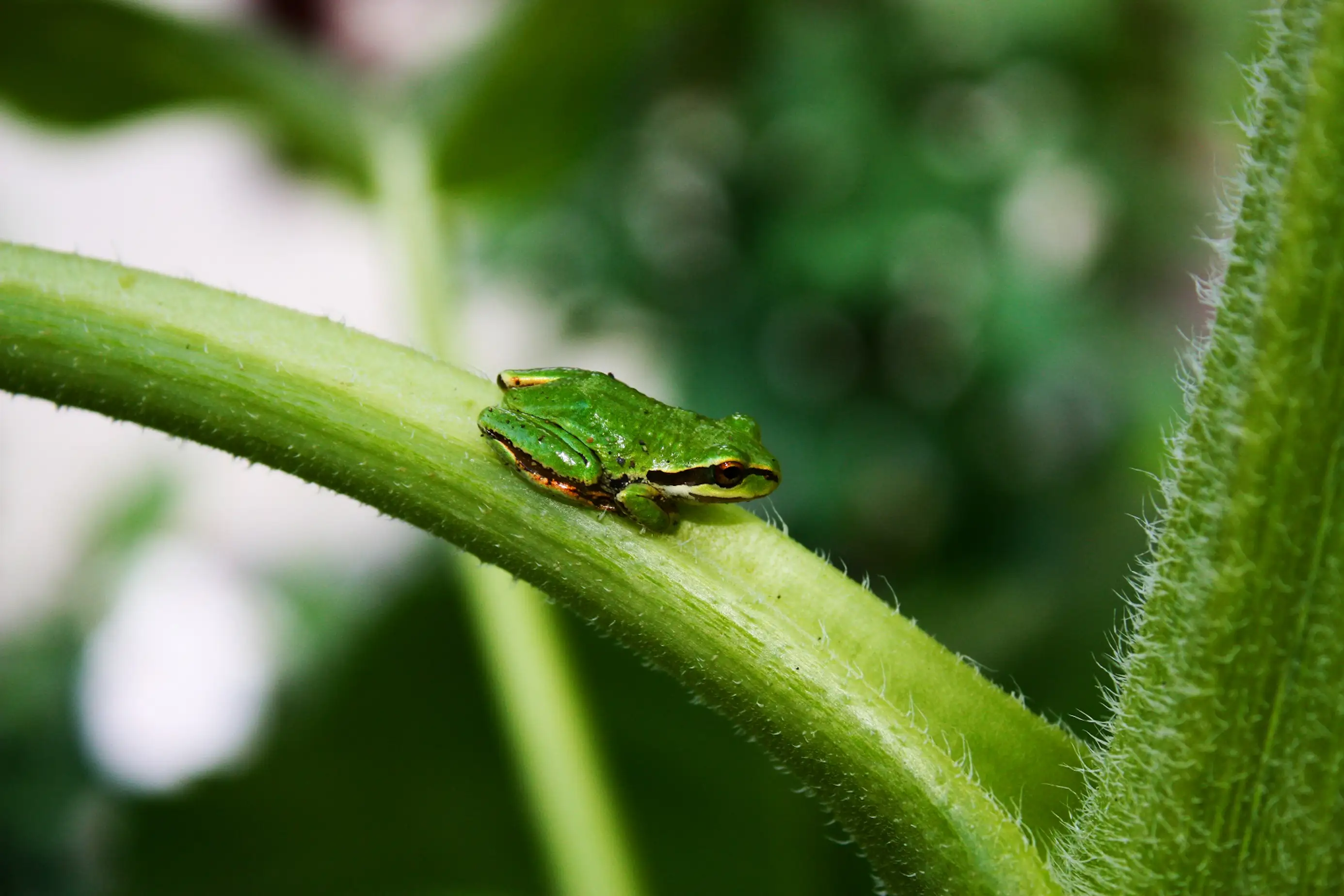 KUOW - The only frog in the world that goes 'ribbit' is here in the ...