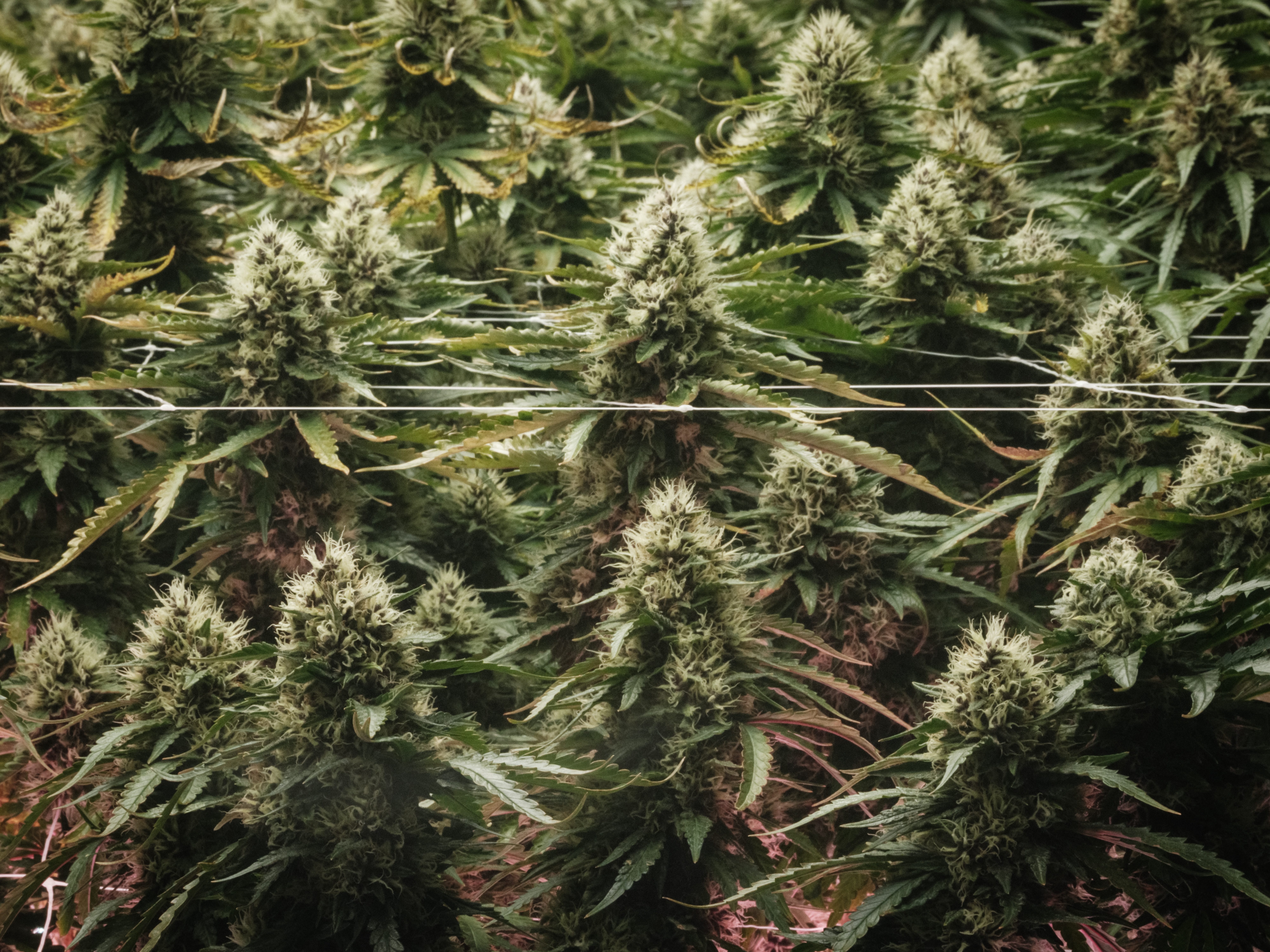 caption: Cannabis, commonly known as marijuana, is displayed in a shop in Cherokee, N.C., on Nov. 2. On Election Day, legalizing the recreational use of cannabis is on the ballot in three states.
