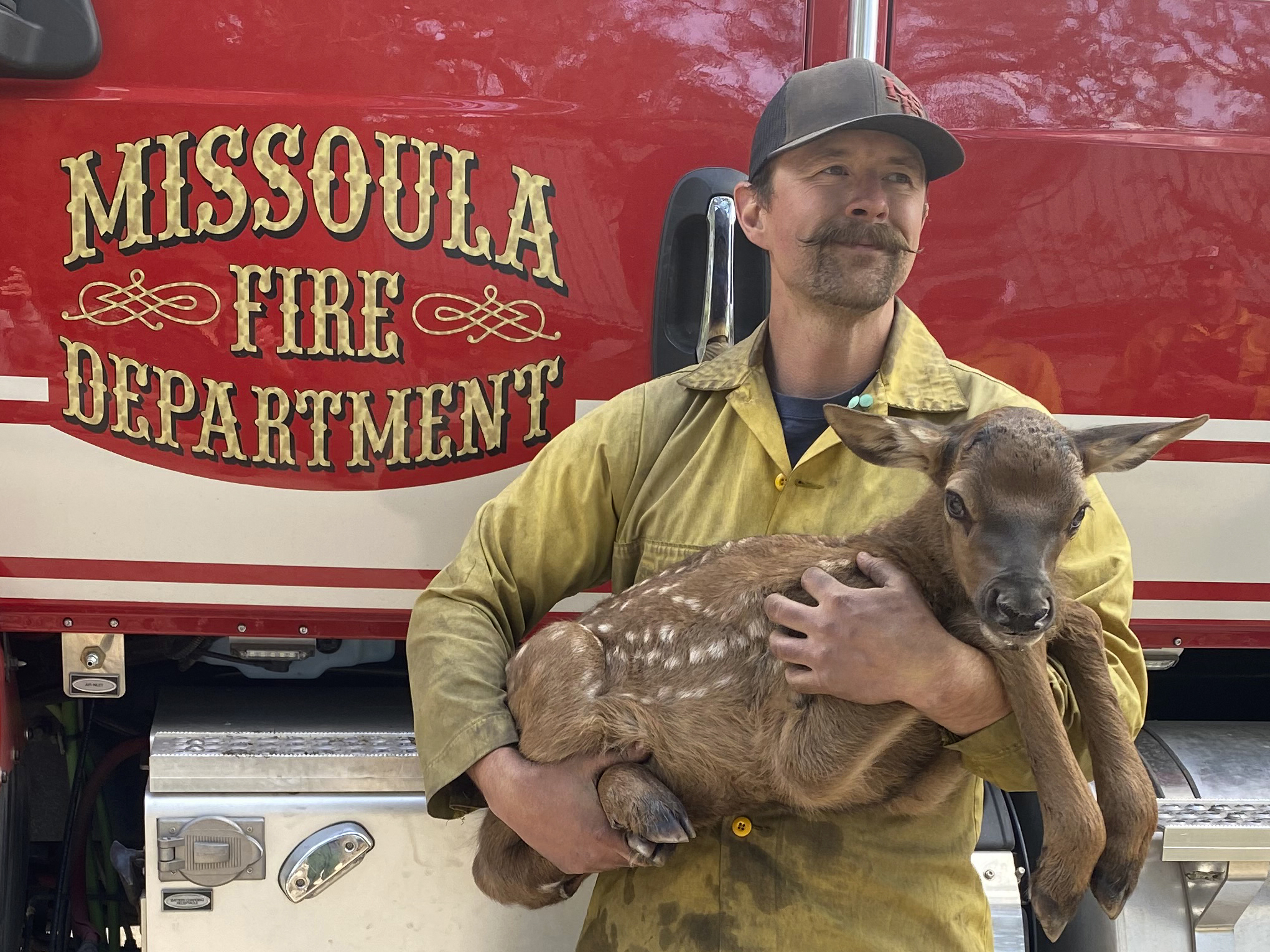 caption: Nate Sink, a firefighter based in the Missoula, Mont., cradles a newborn elk calf that he encountered in a remote, fire-scarred area of the Sangre de Cristo Mountains near Mora, N.M., on Saturday.