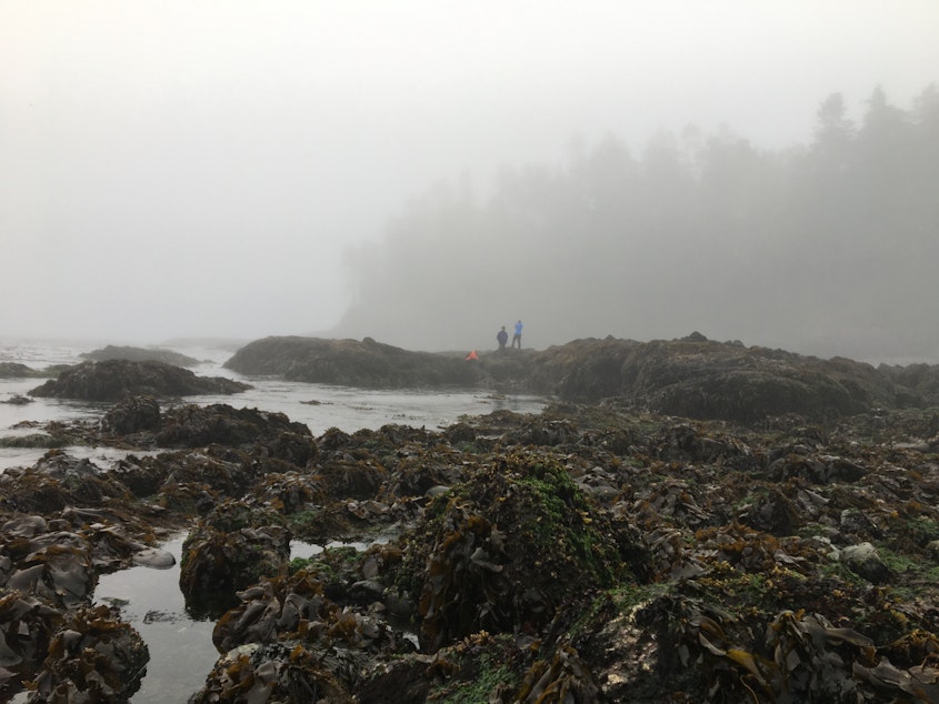 caption: Visitors explore the tidepools of Salt Creek Recreation Area west of Port Angeles, Washington, in August 2021.