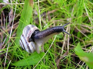 caption: A Mediterranean vineyard snail, Cernuella virgata
