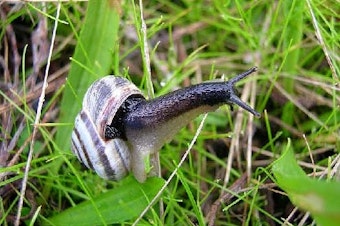 caption: A Mediterranean vineyard snail, Cernuella virgata