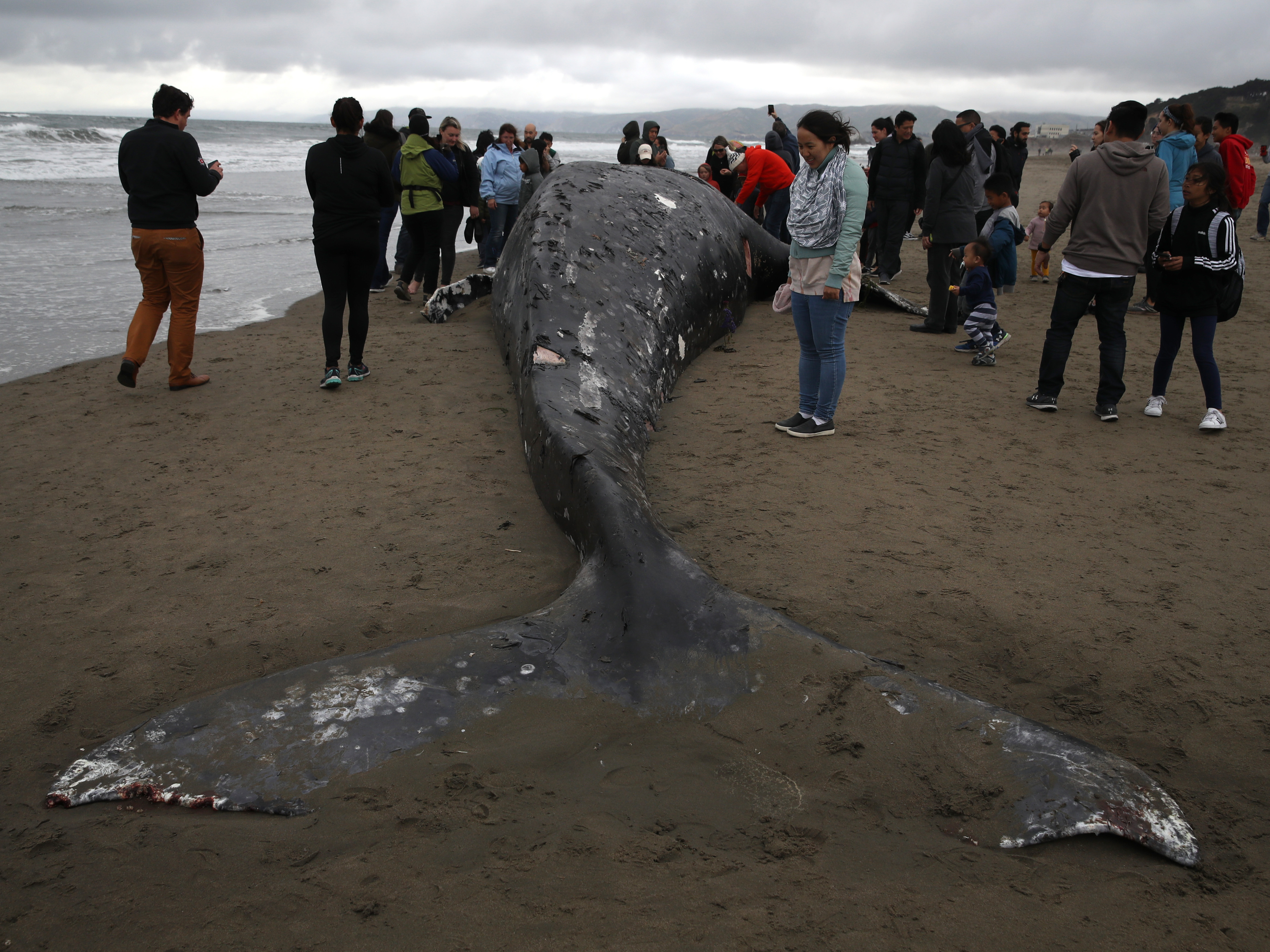 caption: People look at a dead gray whale at Ocean Beach in San Francisco, Calif., in May 2019, a year when 122 gray whales died in the U.S., according to the National Oceanic and Atmospheric Administration. Last year, 47 of the whales died.