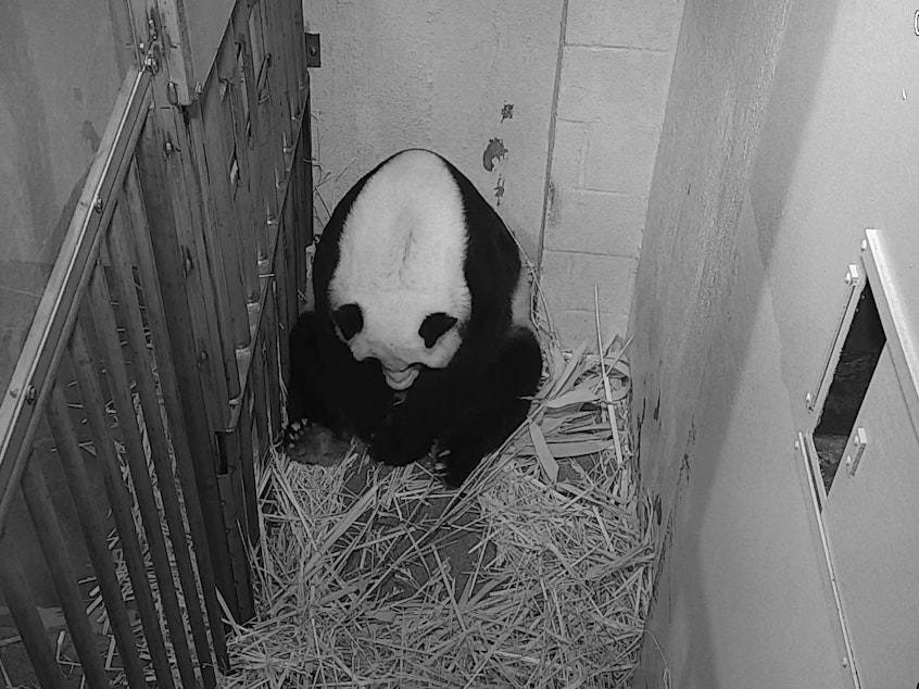 caption: Giant panda Mei Xiang is seen after giving birth to a cub Friday at the National Zoo in Washington.