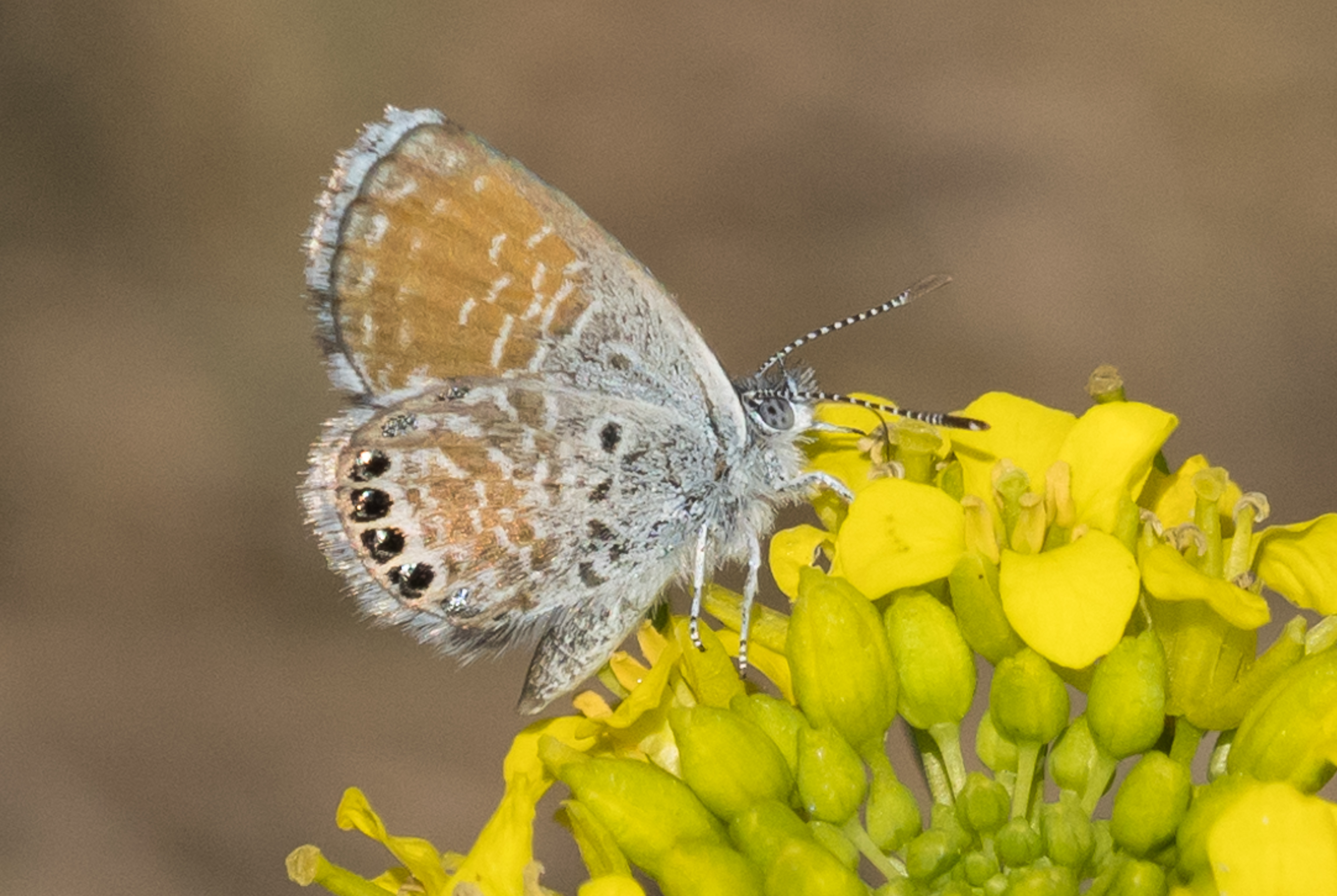 caption:  A Western pygmy blue butterfly sits on a mustard plant. Butterfly watchers have found at least 190 of these butterflies near Richland and the Yakima River, a rare site in Washington.