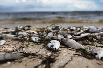 caption: Dead fish washed ashore in a red tide in 2018 in Sanibel, Fla.