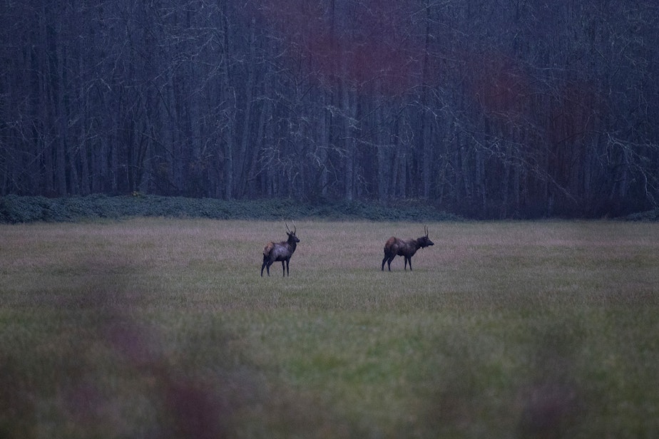 caption: Elk are shown on Wilde Road on Friday, November 15, 2019, along State Route 20 near Concrete.
