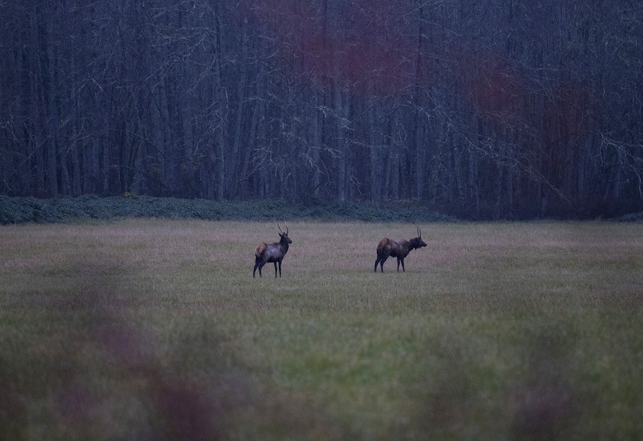 caption: Elk are shown on Wilde Road on Friday, November 15, 2019, along State Route 20 near Concrete.
