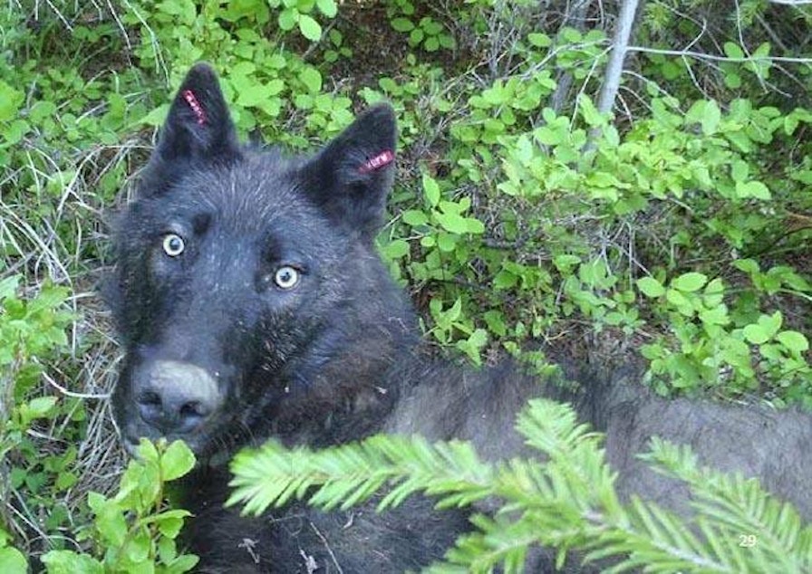 caption: File photo. A wolf in Washington previously collared and tracked by the state Department of Fish and Wildlife. Gov. Jay Inslee is calling on the agency to reduce the number of legal actions taken against wolves in the state.
