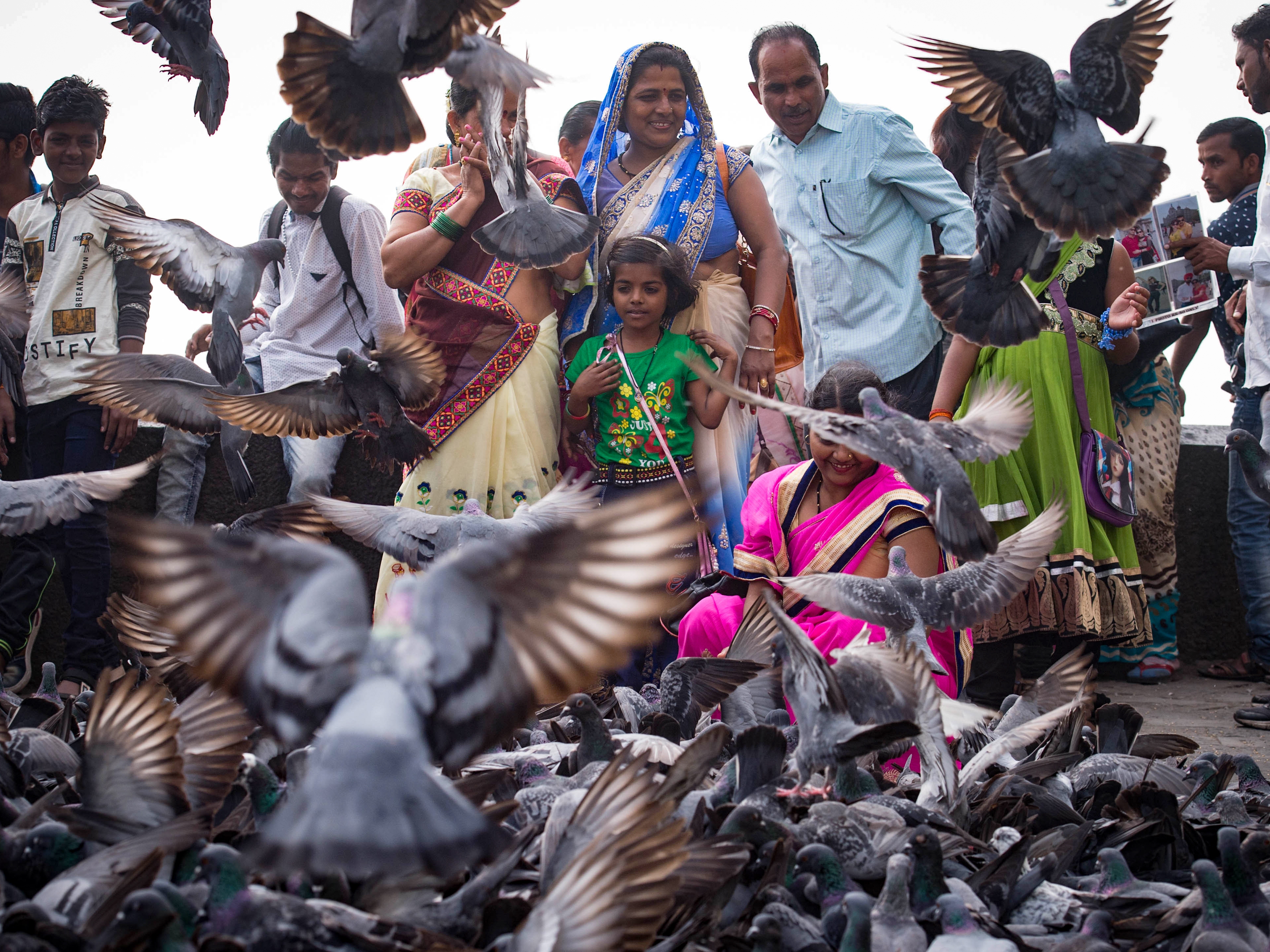 caption: Visitors to Mumbai feed pigeons near the Gate of India. The city's residents are sharply divided: There's the pro-pigeon feeding contingent and the anti-pigeon feeding contingent. The latter group were heartened by a government ban in July on feeding pigeons at designated spots in the city. After public protests, that ban was modified to sanction four locations for tossing grain to the birds.