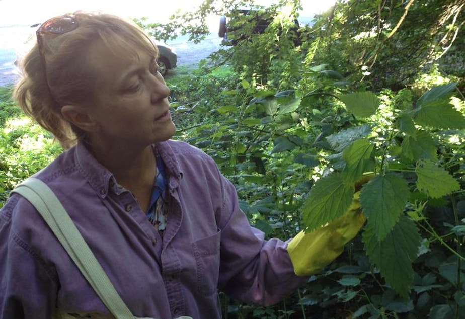 caption: Melany Vorass Herrera harvests stinging nettles from Seattle's Golden Gardens Park. It's technically illegal, but like many other cities, Seattle is starting to promote careful urban foraging.