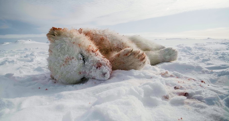 caption: The polar bear circle of life sometimes includes males killing cubs - it’s called “infanticide." Some scientists say it’s just for food, while others say it’s to make the female available to breed again. This polar bear cub was dropped on the sea ice by an adult male polar bear, minutes before this photo was taken.
