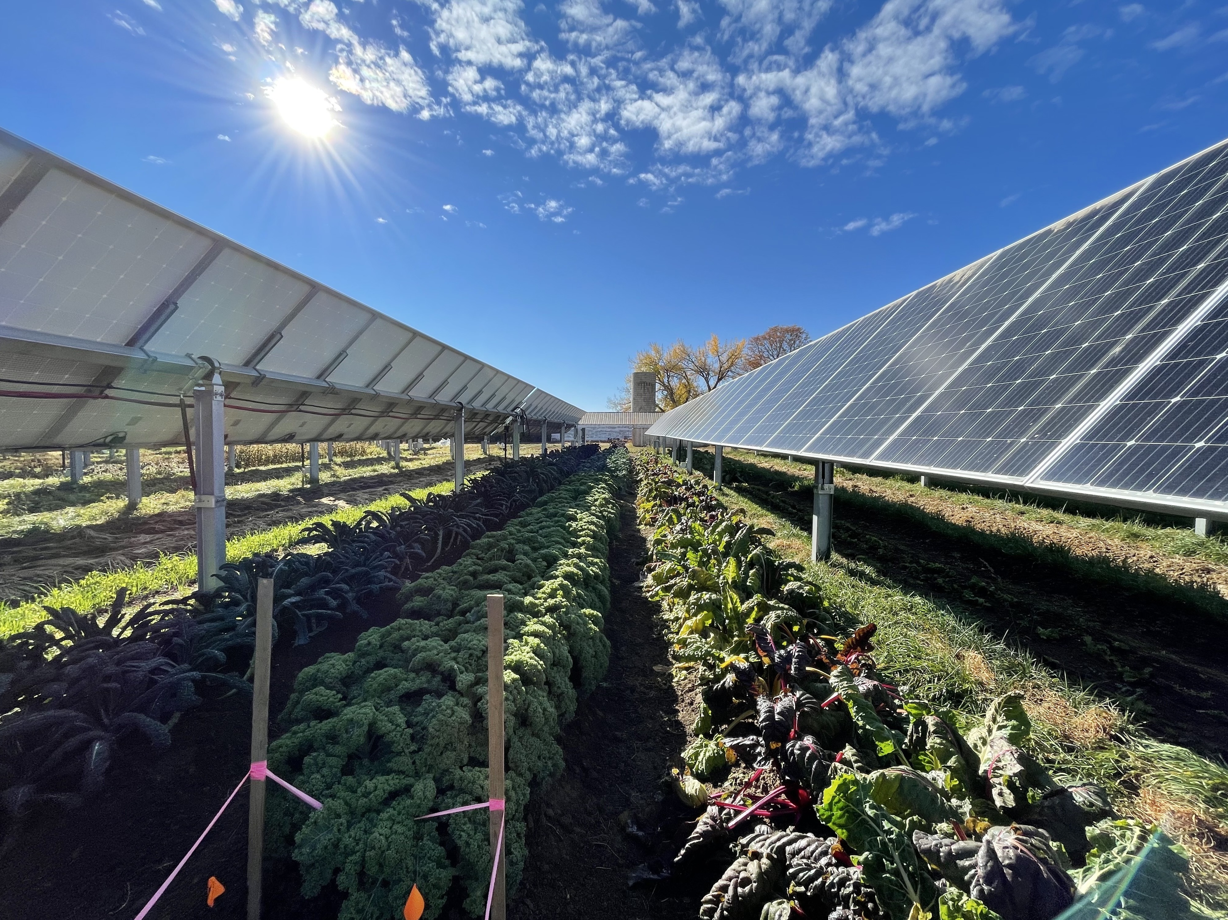 caption: This year, the garden produced more than 8,000 pounds of produce, while the panels above generate enough power for 300 local homes.