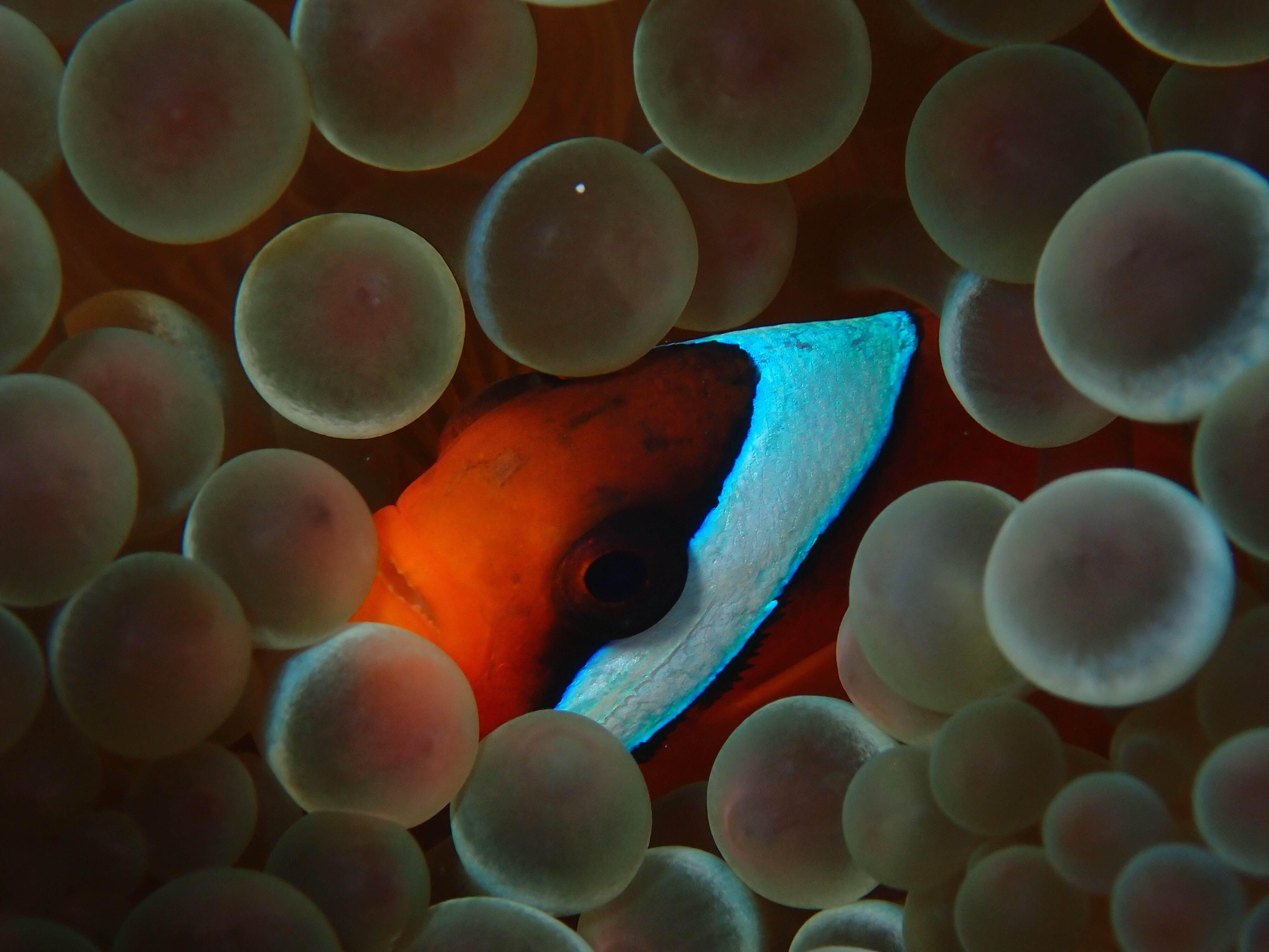 caption: Tomato clownfish, like the one seen here nestled in a sea anemone, lose all but one of their white stripes (the head bar) as they grow up.