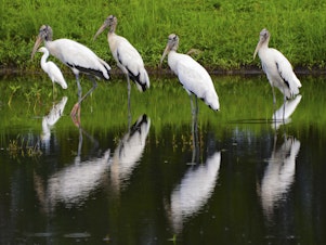 caption: A flock of wood storks mingles with egrets as they stand in a retention pond along a road in Atlantic Beach, Fla., on Aug. 12, 2015.