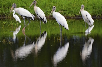 caption: A flock of wood storks mingles with egrets as they stand in a retention pond along a road in Atlantic Beach, Fla., on Aug. 12, 2015.