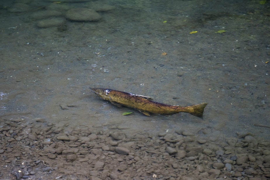 caption: A Chinook salmon makes its way up stream on Wednesday, September 4, 2019, along the Elwha River near Port Angeles.