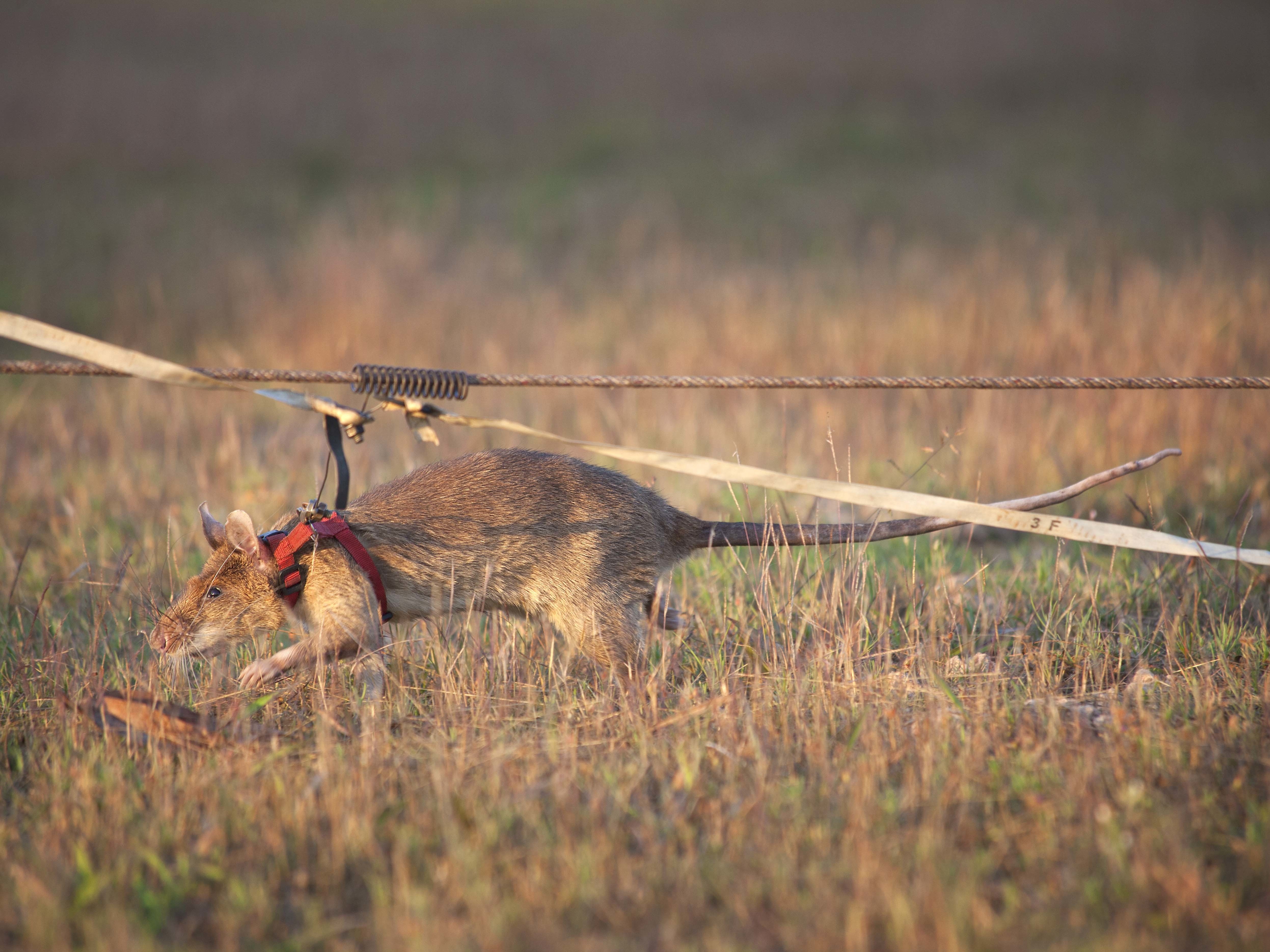 caption: Magawa is shown here working to detect land mines, a job the animal has done for five years.
