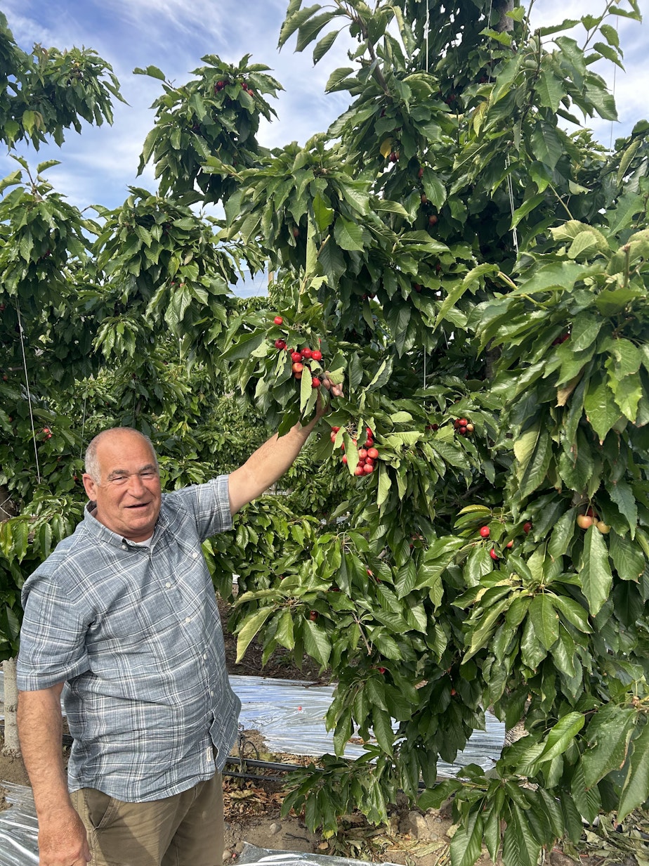caption: Jon Folden, regional orchard manager for Blue Bird, shows off the 2025 cherry crop.