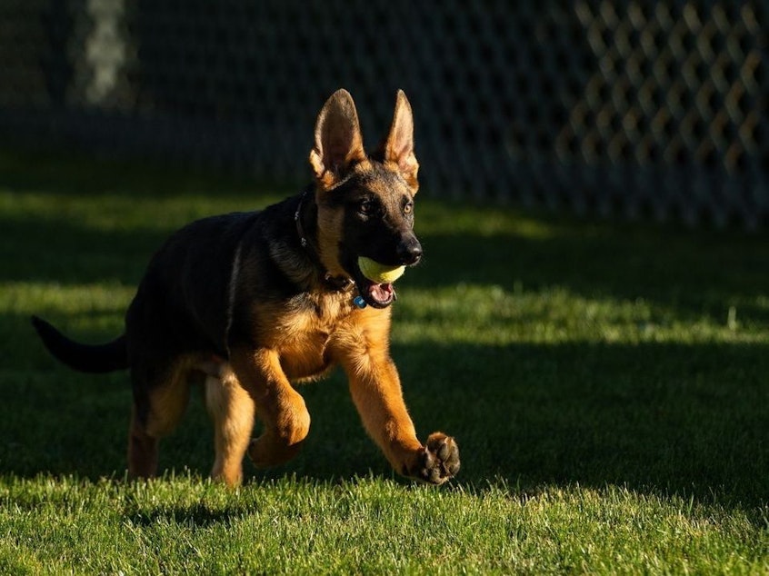 caption: President Biden shared photo and video footage of his new puppy, Commander, on social media Monday. The nearly 4-month-old German shepherd was a birthday gift from the president's brother and sister-in-law.