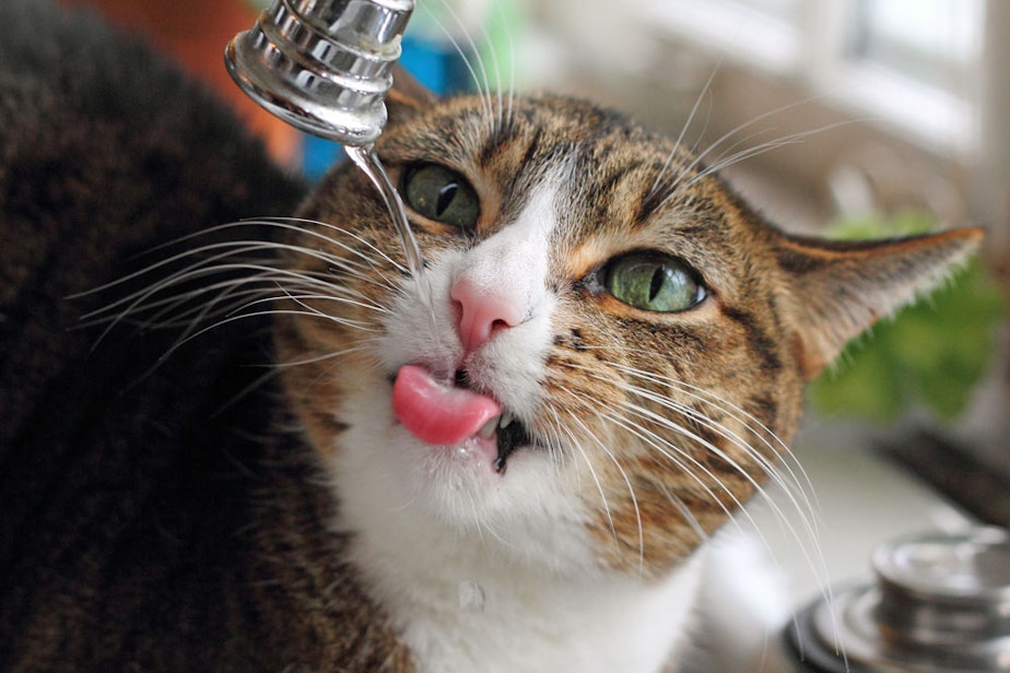 caption: A kitty drinks clean water from the faucet.