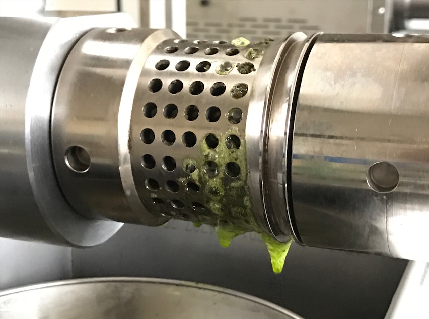 caption: Hemp oil drips from the press this month as startup Hemp Northwest processes its first harvest.