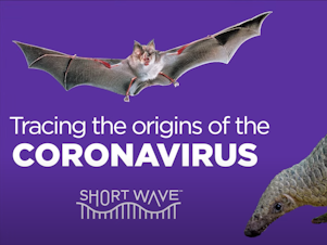 Tracing the origins of the coronavirus.