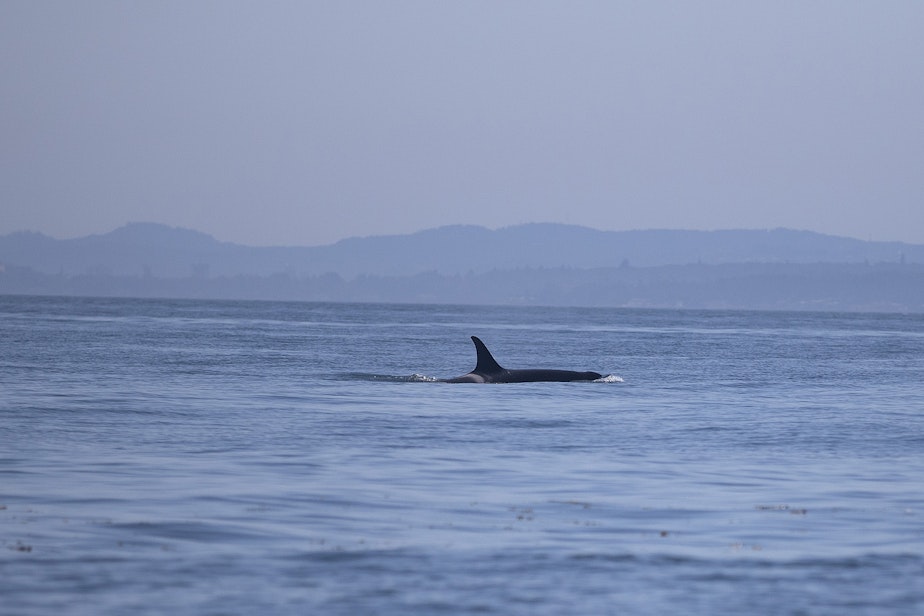 caption: A southern resident orca from J pod, seen in inland waters on Aug. 15, 2019, near Lime Kiln Point off San Juan Island. (Image taken under authority of NMFS permit No. 22141)