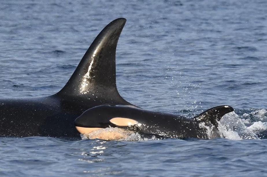 caption: Newborn orca calf J59 swimming next to its mother J37, March 1, 2022. 