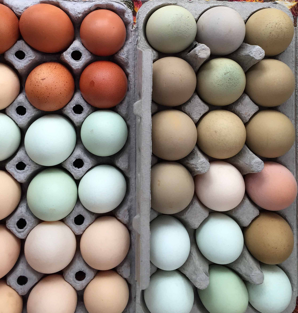 Why are eggs different colors? - AgriLife Today