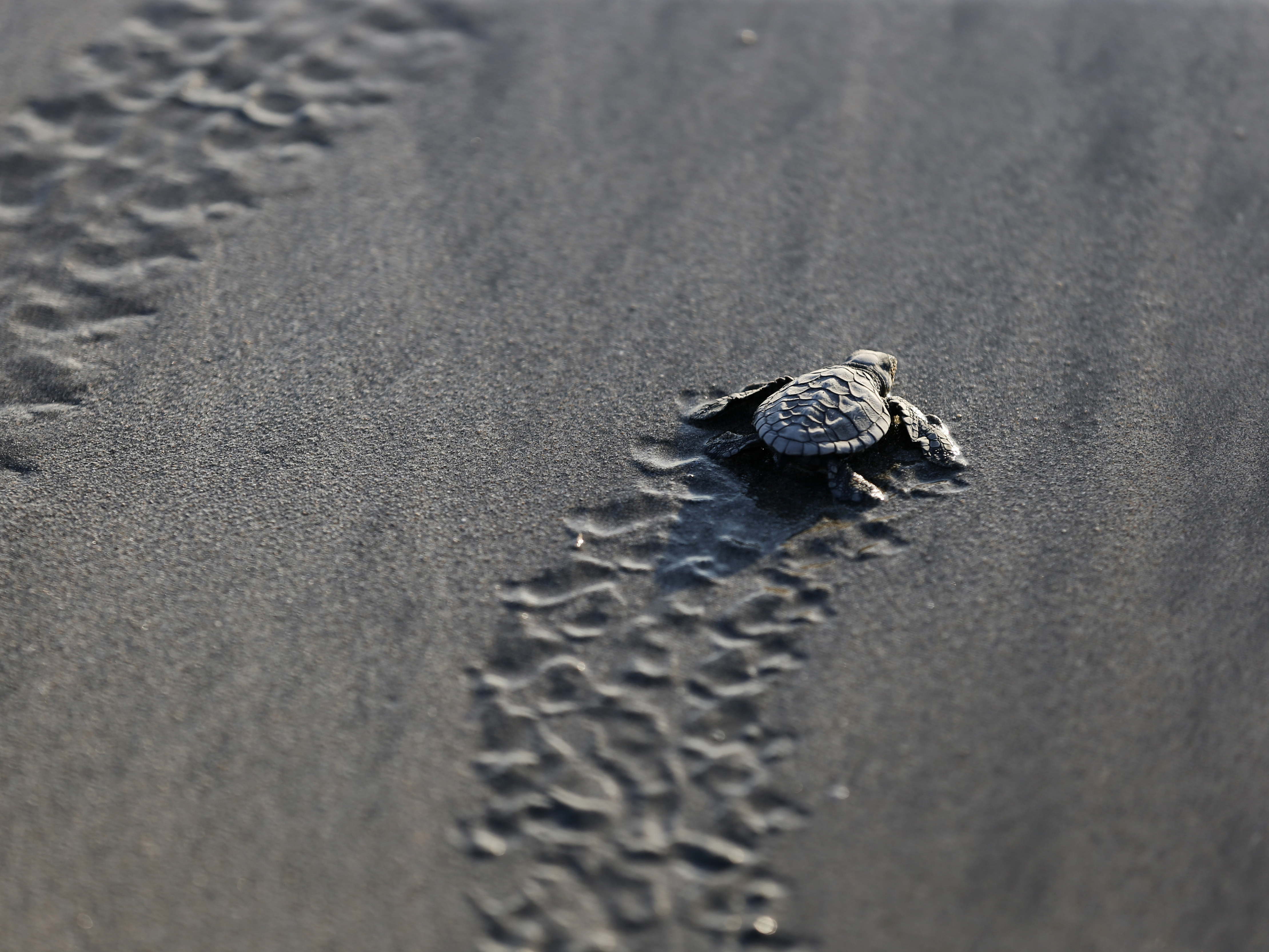 caption: A baby turtle is released into the ocean in Bali, Indonesia, Tuesday, June 9, 2020, part of a  campaign to save the endangered Lekang sea turtles. (AP Photo/Firdia Lisnawati)