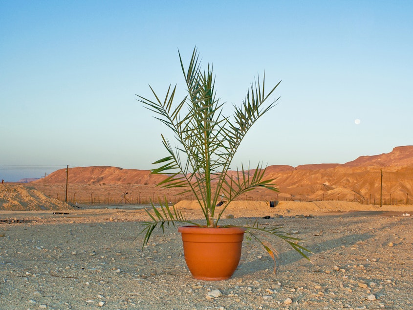 caption: Methuselah, the first date palm tree grown from ancient seeds, in a photo taken in 2008.