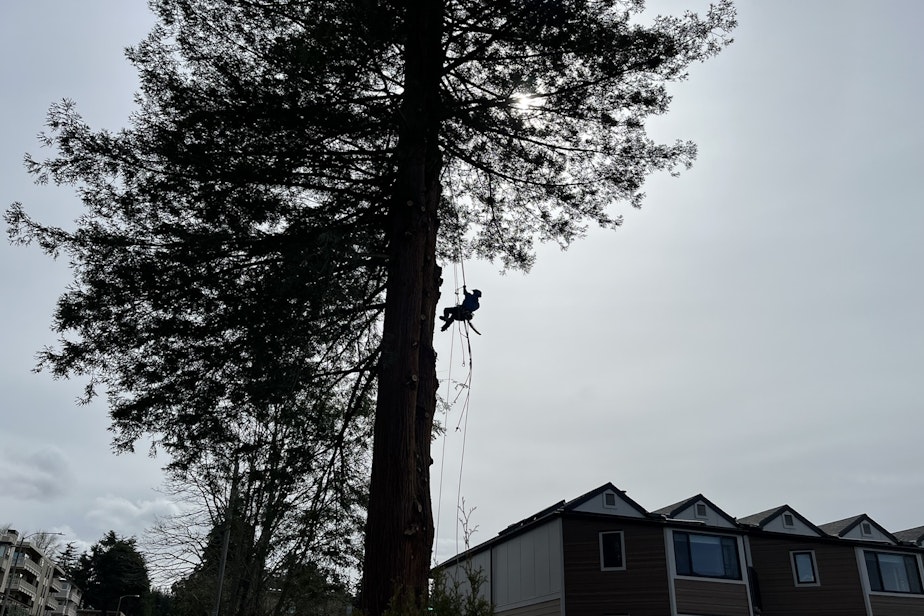 caption: An arborists climbs a 100-year-old coastal redwood in Edmonds, removing its limbs on the way up, before chainsawing the trunk into large pieces on his way down.