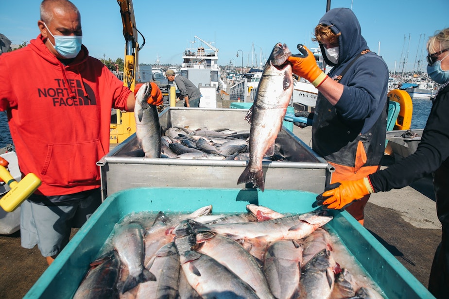 caption: Muckleshoot Fisheries workers Derek Hicks, left, and Mack Mahovlich, center, and Katheryn Young-Berg, of Washington Department of Fish and Wildlife, sort and scan a fresh catch of Lake Washington coho salmon for tracker tags, September 24, 2021 at Fisherman's Terminal in Seattle.