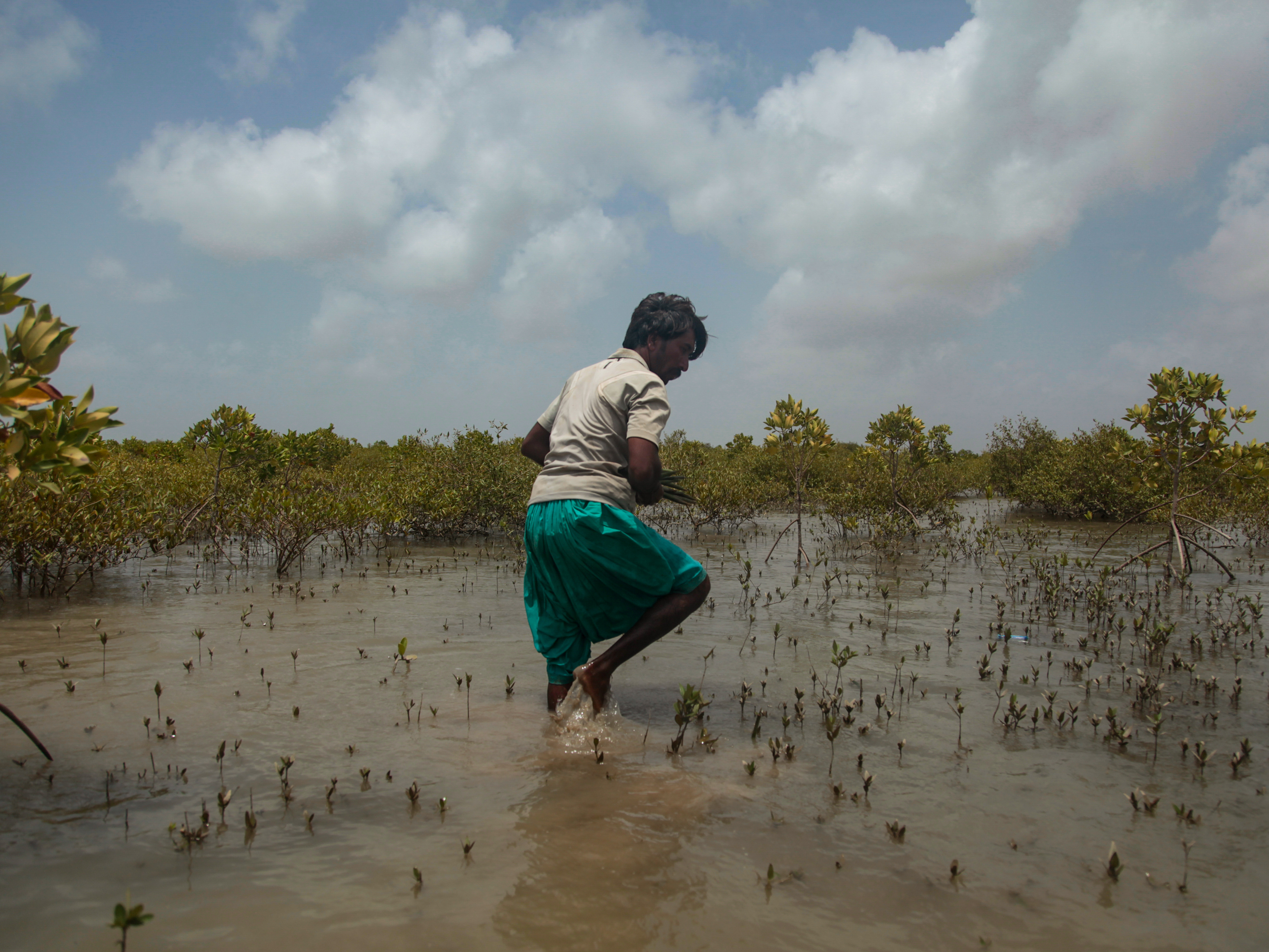 caption: A worker harvests mangrove "propagules" from a forest planted five years ago in the Indus River Delta in southern Pakistan. A propagule is basically a spear-shaped baby tree that drops off the mama tree. They're harvested and planted elsewhere as workers undertake one of the largest mangrove forestation efforts in the world – a project that will take years and cost millions.
