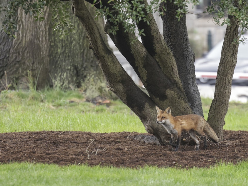 caption: A fox walks near Upper Senate Park on the grounds of the U.S. Capitol on April 5. Multiple people reported being bitten by the fox, that later tested positive for rabies.