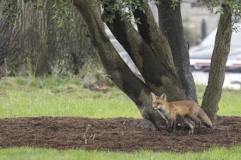 caption: A fox walks near Upper Senate Park on the grounds of the U.S. Capitol on April 5. Multiple people reported being bitten by the fox, that later tested positive for rabies.