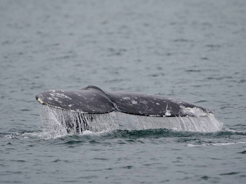 caption: Thrilled whale watchers caught a rare glimpse into the first moments of life for a newborn gray whale.