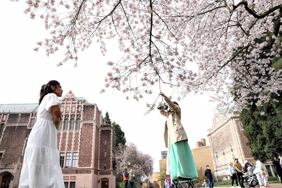 caption: Cherry blossoms bloom on the Quad on the University of Washington's campus on March 23, 2022. Many people coming to see the 29 cherry trees dressed up for the occasion, in clothes color coordinated with the blossoms. 